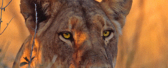 lioness