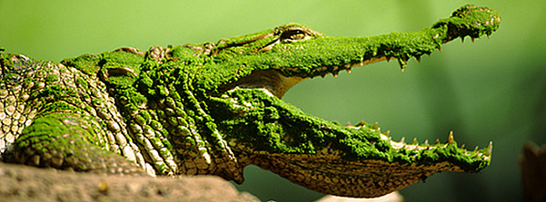 Crocodile