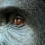 The Mountain Gorillas of Virunga
