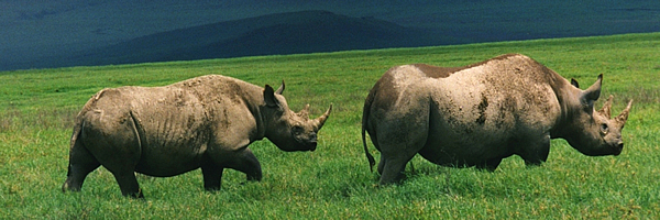Ngorongoro Crater