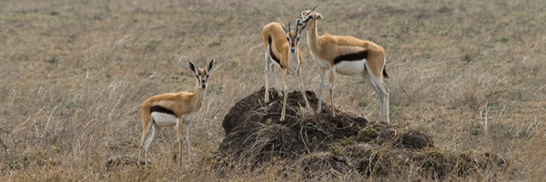 Serengeti