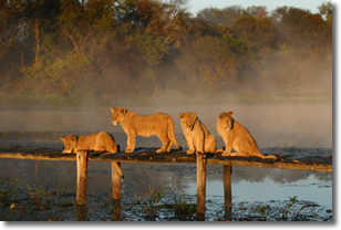 lion