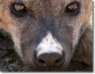 hyena
