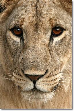 lion