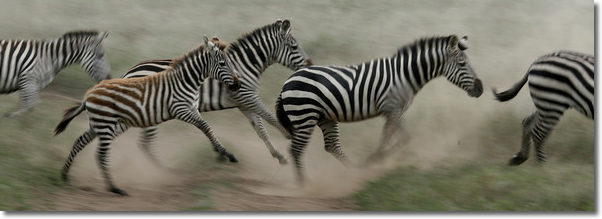 zebra