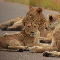 Bucket List: Go on an African Safari