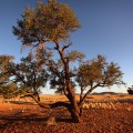 Interesting Edibles in Namibia