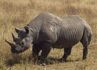 Rhino.jpg