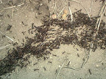 matabele_ants_s1.jpg