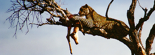 Tanzania Safaris