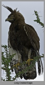 Long Crested Eagle