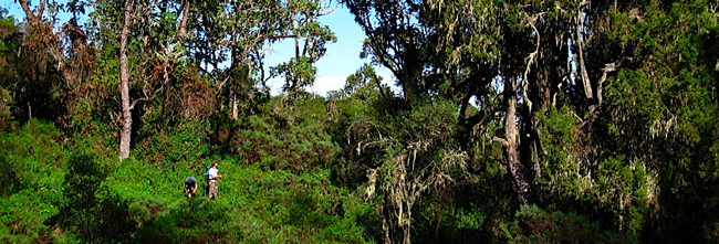 lemosho-forest