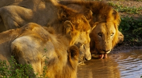 4001-main-image-kruger-lodge-safari