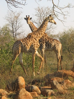 Kruger National Park  Giraffe