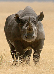 rhino.jpg