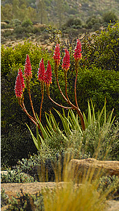 cape_aloe.jpg