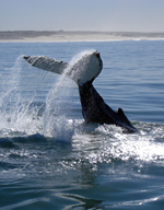 Whale Watching
