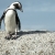 Things to Do in Cape Town