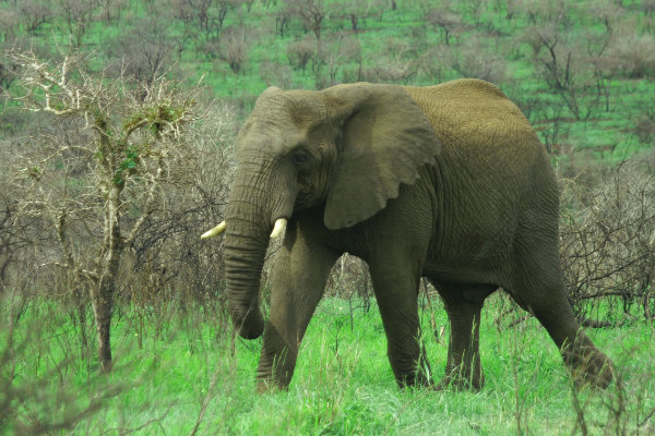 big5_elephant