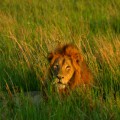 The Big 5 (+ 17): 22 Amazing Animals of South Africa