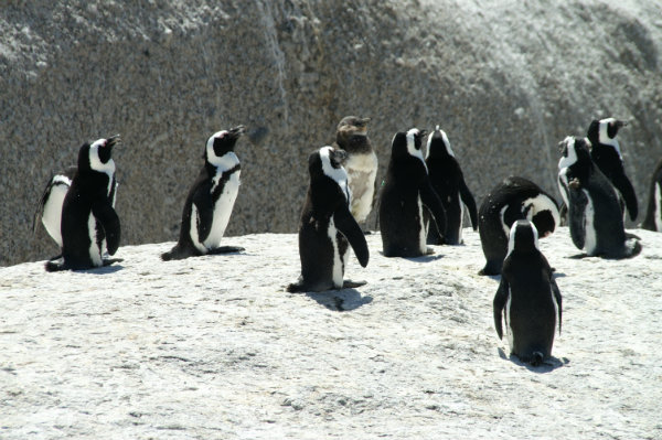 big5_penguin