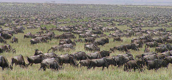 migration