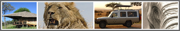 WhyGo Safari